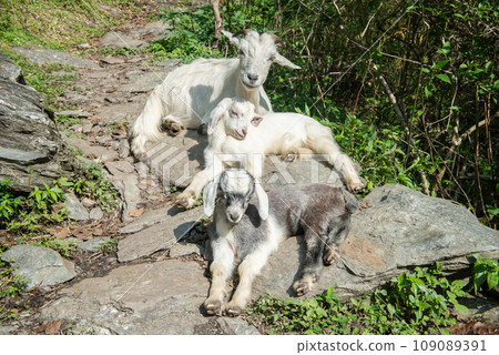 Domestic goat family in Annapurna conservation area of Nepal. Goat is distributed widely throughout the world and dominating the livestock population in Nepal. 109089391