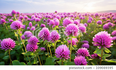 Red clover (red clover) 109089395