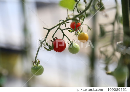 Harvesting mini tomatoes Harvesting mini tomatoes 109089561
