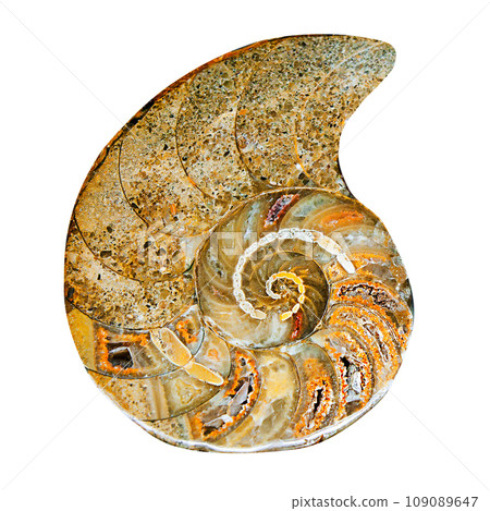 remains of prehistoric sea shell 109089647