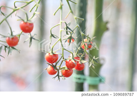 Red mini tomatoes 109089787