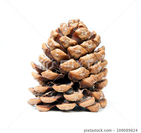 brown pine 109089824