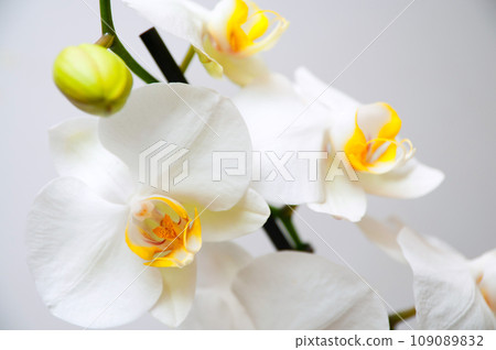 orchid 109089832