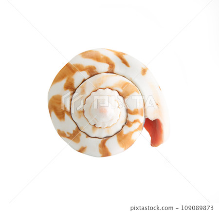 seashell 109089873