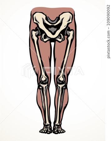 Vector drawing. Bones of the leg Vector drawing. Bones of the leg 109090092