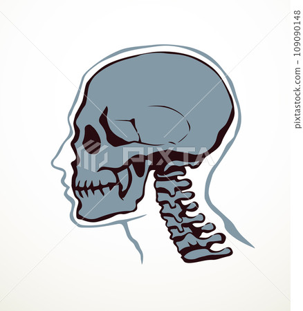 Vector drawing. Skull and neck bones 109090148