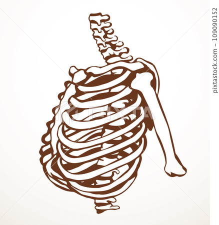 Vector drawing. Thorax and ribs 109090152