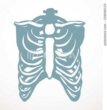 Vector drawing. Thorax and ribs 109090154