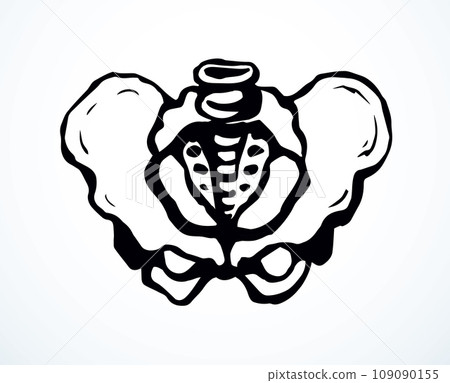 Vector drawing. Pelvic bones icon 109090155