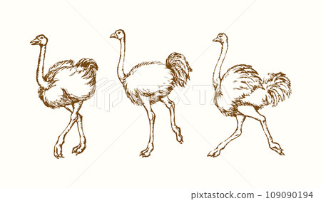 Vector drawing. Ostrich in the steppe 109090194
