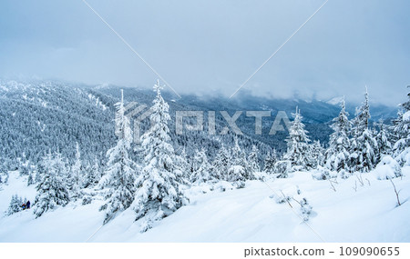 Frozen pine wood under deep snow 109090655