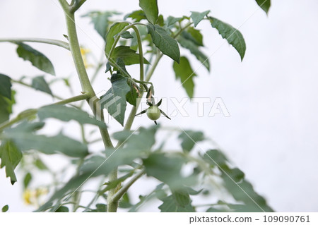 small cherry tomatoes 109090761