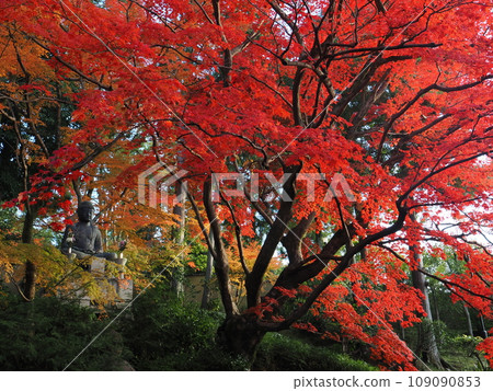 Autumn leaves in Kyoto Autumn leaves in Kyoto 109090853