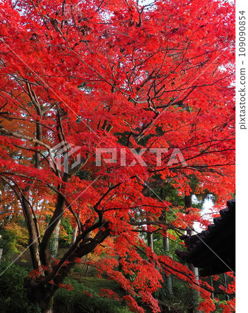 Autumn leaves in Kyoto Autumn leaves in Kyoto 109090854