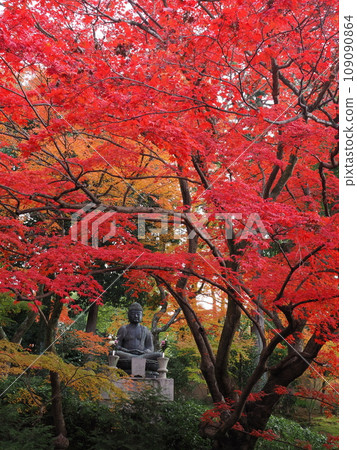 Autumn leaves in Kyoto Autumn leaves in Kyoto 109090864
