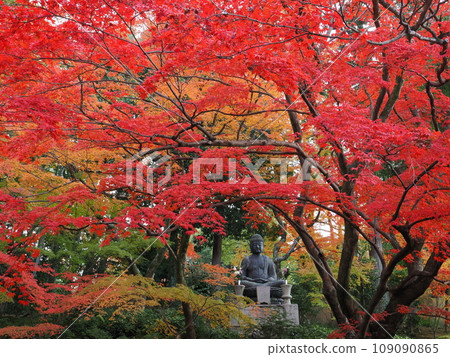 Autumn leaves in Kyoto Autumn leaves in Kyoto 109090865