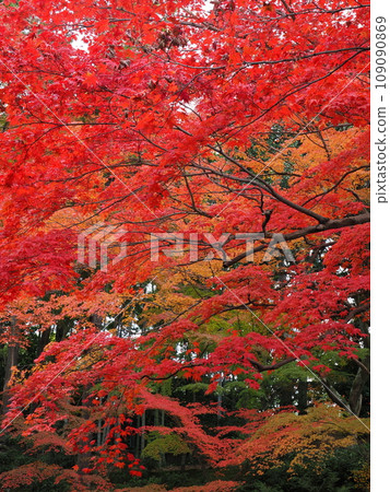 Autumn leaves in Kyoto 109090869