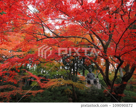 Autumn leaves in Kyoto Autumn leaves in Kyoto 109090872