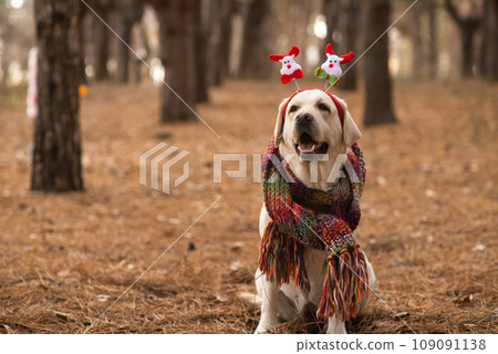 Labrador in a plaid on the street in the forest. Christmas theme with a dog. Labrador in a plaid on the street in the forest. Christmas theme with a dog. 109091138