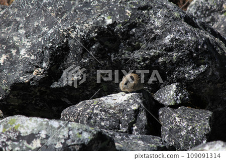 Himalayan Pika photographed in Gokyo on 4800 meters altitude, Nepal. Himalayan Pika photographed in Gokyo on 4800 meters altitude, Nepal. 109091314