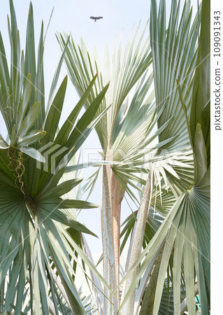 Huge fan palm leaves of Washingtonia filifera or desert fan palm or California palm frond with organic fibrous threads, close-up, vertical photo. Mature palm tree in the garden. Huge fan palm leaves of Washingtonia filifera or desert fan palm or California palm frond with organic fibrous threads, close-up, vertical photo. Mature palm tree in the garden. 109091343