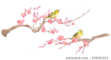 早春花朵：梅花和繡眼鳥的水彩插圖。紅梅和小鳥。 109091852