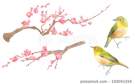 Watercolor illustration of plum blossoms and white-eye. Red plum and small bird. 109091856