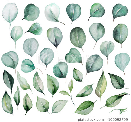 Watercolor eucalyptus green leaves isolatedillustration, wedding Element Watercolor eucalyptus green leaves isolatedillustration, wedding Element 109092799