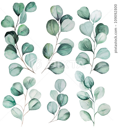 Watercolor eucalyptus twigs with green leaves isolated illustration, wedding Element Watercolor eucalyptus twigs with green leaves isolated illustration, wedding Element 109092800