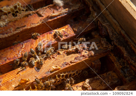 Open hive showing the bees swarming on a honeycomb.. 109092824