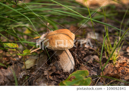 Boletus mushroom in the wild. Porcini mushroom grows on the forest floor at autumn season.. 109092841