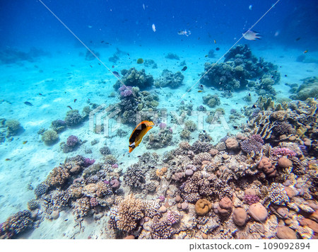 Diagonal butterflyfish (Chaetodon fasciatus) at the Red Sea coral reef.. Diagonal butterflyfish (Chaetodon fasciatus) at the Red Sea coral reef.. 109092894
