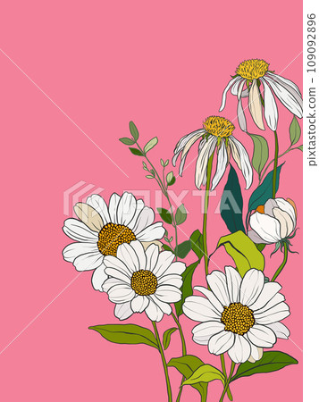 Vector floral interior poster of chamomiles and daisies. Hand painted floral illustration isolated on pink background. Card of holidays bouquet for design, print, fabric or background. Vector floral interior poster of chamomiles and daisies. Hand painted floral illustration isolated on pink background. Card of holidays bouquet for design, print, fabric or background. 109092896