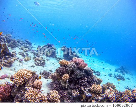 Underwater life of reef with corals, shoal of Lyretail anthias (Pseudanthias squamipinnis) and other kinds of tropical fish. Coral Reef at the Red Sea, Egypt. 109092907