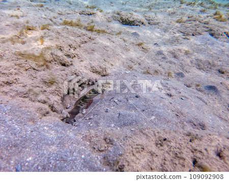 Harlequin prawn goby known as Cryptocentrus caeruleopunctatus underwater in the Red Sea, Egypt.. 109092908
