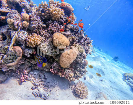 Angel fish or Royal angelfish (Pygoplites diacanthus) at the Red Sea coral reef.. 109092911