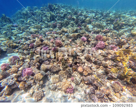 Underwater life of reef with corals and tropical fish. Coral Reef at the Red Sea, Egypt. Underwater life of reef with corals and tropical fish. Coral Reef at the Red Sea, Egypt. 109092983