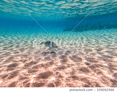 Spangled Emperor fish (Lethrinus Nebulosus) on his coral reef in the Red Sea, Egypt.. Spangled Emperor fish (Lethrinus Nebulosus) on his coral reef in the Red Sea, Egypt.. 109092986