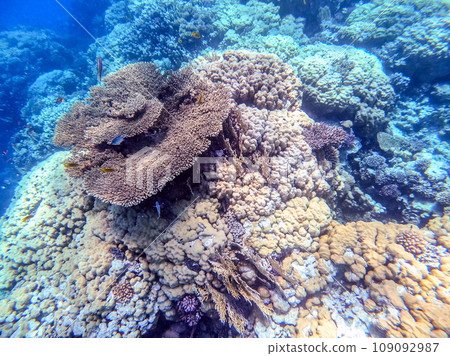 Underwater life of reef with corals and tropical fish. Coral Reef at the Red Sea, Egypt. Underwater life of reef with corals and tropical fish. Coral Reef at the Red Sea, Egypt. 109092987