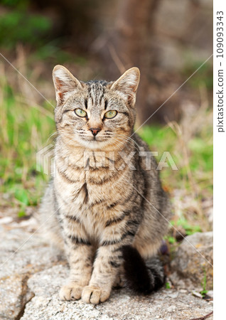 Close-up of an outdoor cat puppy. 109093343