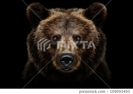 Front view of brown bear isolated on black background. Portrait of Kamchatka bear (Ursus arctos beringianus) 109093493