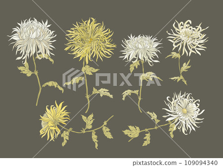 Chrysanthemum decorative flowers Chrysanthemum decorative flowers 109094340