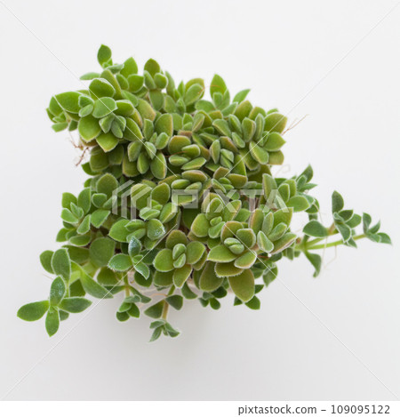 Green houseplant in pot, top view. Crassula Ernestii on white background 109095122