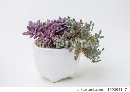 Green and purple houseplant in white ceramic pot on white background. Echeveria sugar jelly Green and purple houseplant in white ceramic pot on white background. Echeveria sugar jelly 109095147