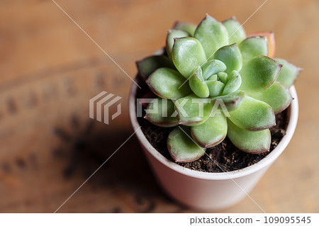 Succulent echeveria home plant on a wooden table, home gardening and connecting with nature concept Succulent echeveria home plant on a wooden table, home gardening and connecting with nature concept 109095545
