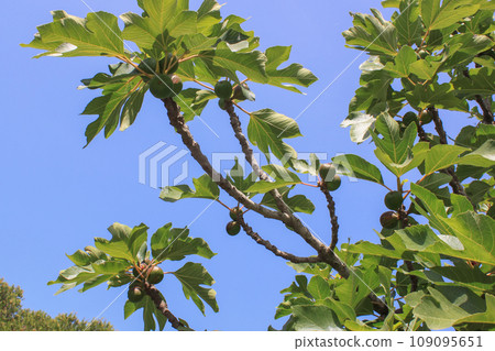 Fig tree with maturing figs in a garden on the blue sky background. Subtropical fruit Fig tree with maturing figs in a garden on the blue sky background. Subtropical fruit 109095651