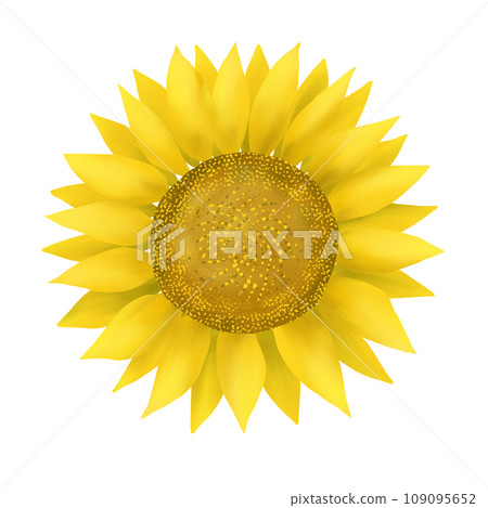 Big sunflower flower Big sunflower flower 109095652