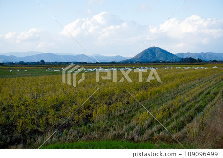 Scenery of a swan resting in a spreading rice field Scenery of a swan resting in a spreading rice field 109096499