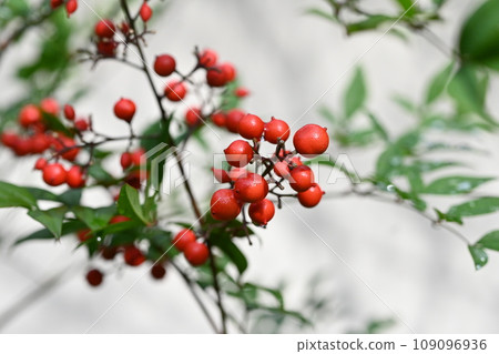 南天果葉/賀年片材料 南天果葉/賀年片材料 109096936