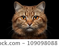 Close-up of a cat's muzzle on a black background - Generative A\I 109098088